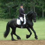 Mago of Carisbrooke-Friesian stallion