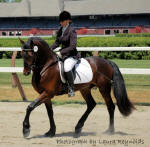 Friesian Heritage horse stallion-Nederlandse Chocolade-Owner by Teresa Kirchner