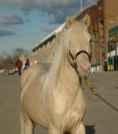 Friesian Heritage Pony stallion-Doubly Bubbly