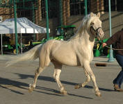 Friesian Heritage Pony stallion-Doubly Bubbly