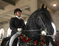 Friesian stallion Carisbrooke's El Dante-Tyra Vernon