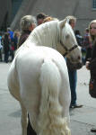 Heritage Pony Stallion-Doubly Bubbly