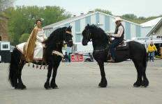 Friesian stallions-Carisbrooke's Dante & Milan ridden by Lisa & Moy