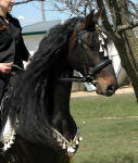 Friesian Heritage Horse-Vanda