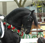 Friesian stallion Carisbrooke's El Dante