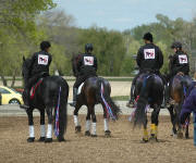 The Friesian Heritage Horse Group
