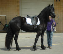 Kashmer-Friesian Heritage Horse mare-Owned by Rebecca Thompson