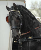 Friesian stallion Mathijs-Owned by Friesians of Majesty 