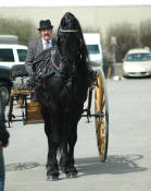 Friesian stallion Mathijs driven by Robert Labrie-Owned by Friesians of Majesty 