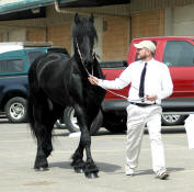 Friesian stallion Othello driven by Ben Labrie-Owned by Friesians of Majesty 