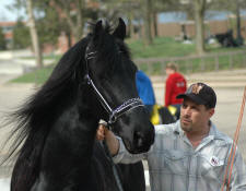Friesian stallion Zesus from ABOC-Owned by Rob & Mary Ann Ziegler