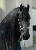 Friesian stallion Zesus from ABOC-Owned by Rob & Mary Ann Ziegler 