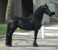 Friesian stallion Zesus from ABOC-Owned by Rob & Mary Ann Ziegler