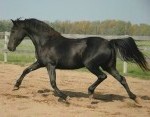 Friesian Heritage Sport Horse-Friesian X Thoroughbred.   Owned by Geri Bernner