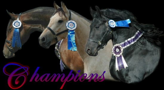 National Champion High Merit Horses-Celebrity, Martini & Armani