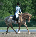 Av'a Minted Design-High Merit mare-Owned by Design Sport Horse