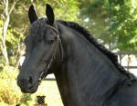 Friesian stallion-Bente D-Located in Georgia