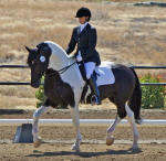 Cadence In Color-Friesian Heritage Sport Horse Stallion