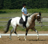 Custom Design-Heritage Horse stallion-2012 USDF Multi-Champion