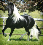 Friesian Heritage stallion-Leonardo Norsk, now in Mexico-son of Friesian stallion Nero