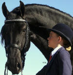 TDR Sjoerd Friesian stallion