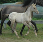 Friesian Heritage Horse Sport Horse designated