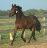 Friesian Heritage Horse Sport Horse designated