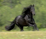 Sir Lancelot-Friesian stallion-Owned by Reg Behrends of Minnesota