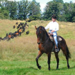 Zoren Z-Friesian/Appaloosa-Sport Horse designated..Showing his other talents! 