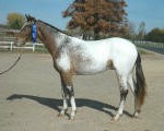 Custom Design-Friesian/Appaloosa Sport Horse-AWS Blue Premium