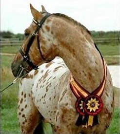 Grand Design Friesian Heritage Sport Horse stallion
