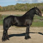Friesian Sport Horse-Nero's Knight Mystique-Friesian Percheron Stallion-Owned by Ralea Casperson