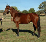 Heritage Sport Horse Stallion-Storm Movin In-Owned by Fade to Black Farms