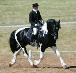 Orca Friesian Heritage Sport Horse Stallion. Owned by Lori Stewart