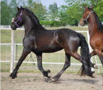 Pheonix-Friesian mare-Owned by Black Horse Equestrian