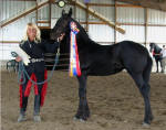 Zafira-Friesian Filly-Inspection Champion-Susie of Black Horse Equestrian
